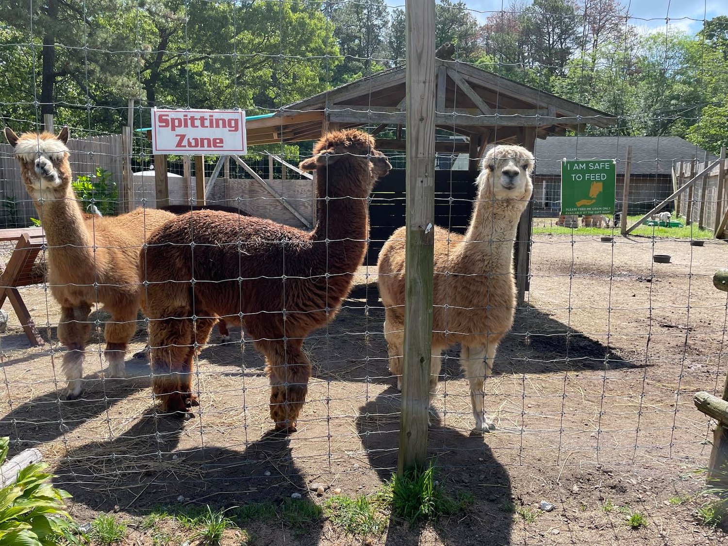 Steer clear of the alpaca’s spit zone—or if you are brave enough, you may enter to feed them!